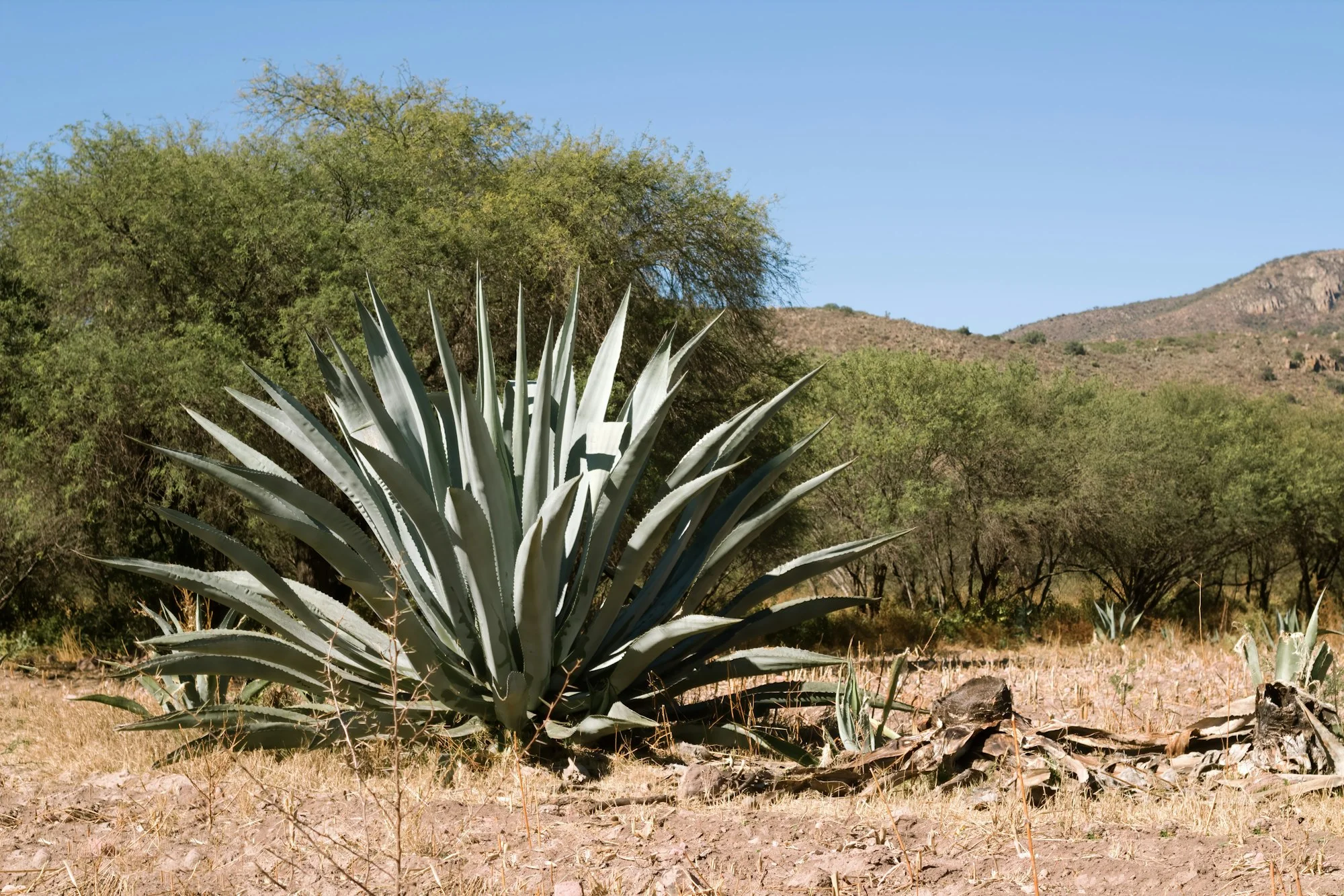 Maguey in México